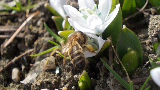 squill, 白花, 蜜蜂, 采集花蜜, 春天