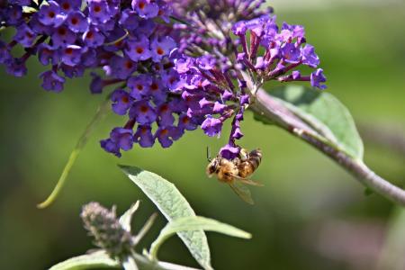蝴蝶布什, 花园, 紫罗兰色, 夏季紫丁香, 昆虫, 飞行的昆虫, 花序