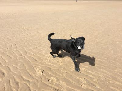 海滩, 黑色, 黑色拉布拉多犬, 狗, 拉布拉多, 风, 沙子