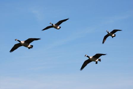 加拿大鹅, branta 黄花, 水禽, 着陆, 自然, 一群
