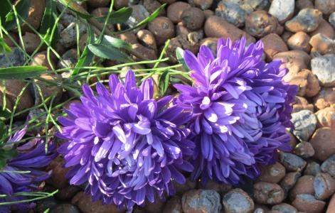 紫苑, 花, 紫色, 特写, 自然, 植物, 花