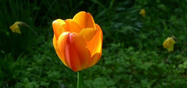 黄橙郁金香, 春天, 一朵鲜花
