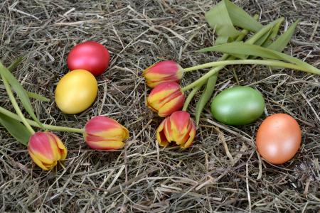 鸡蛋, 颜色, 煮熟, 复活节, 装饰, 郁金香, 花