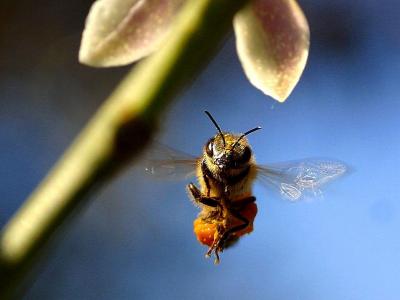 蜜蜂, 飞行, 花, 昆虫, 飞, 宏观, 蜂蜜