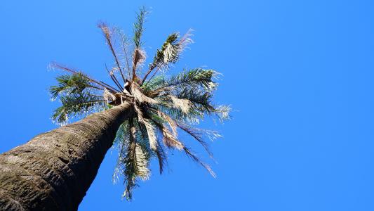 椰子树, 树, 天空, 蓝色, 自然, 分公司, 户外