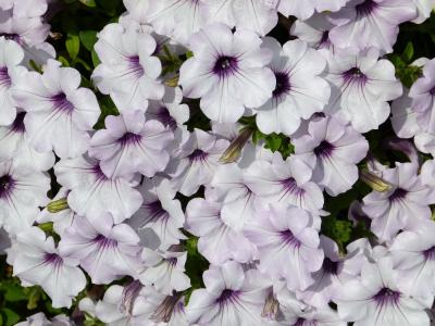 白色, 紫色, 帕尤妮亚, 香, 植物, 花, 自然