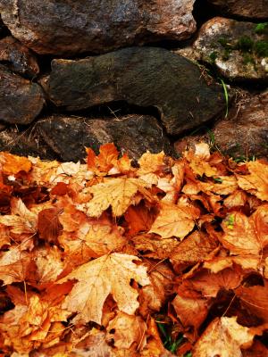 秋天, 叶子, 颜色, 石头墙, 秋天的颜色, 自然, 秋天的落叶