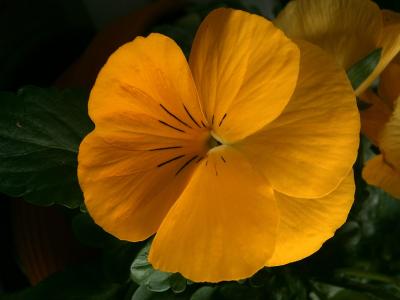 三色堇, 中提琴 wittrockiana, 紫罗兰色, 中提琴, 紫罗兰色的植物, 黄色, 开花