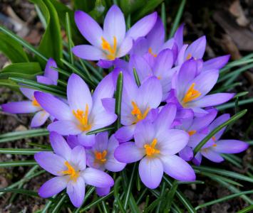 番红花, 紫色, 美丽, 植物, 自然, 春天的花朵, 球根花卉