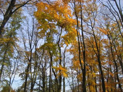 树木, 森林, 秋天, 自然, 自然, 木制, 叶子