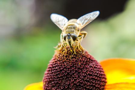 蜜蜂, 昆虫, 花粉, 花蜜, 宏观, 花, 植物