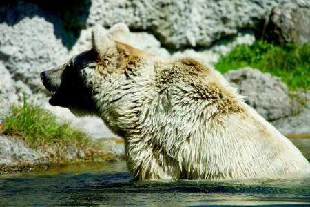 自然, 动物, 棕色的熊, 水, 坐