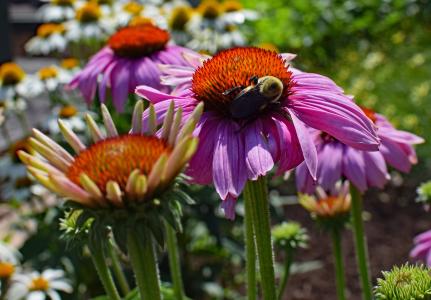 蜜蜂粉红紫锥菊, 蜜蜂, 紫锥菊, 锥花, 药用, 花园, 夏季