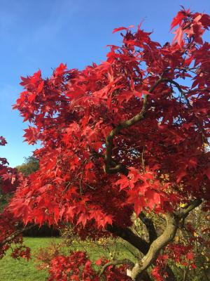 秋天, 红色, 植物, 公园, 树
