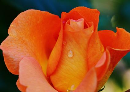 上升, 橙色, 水一滴, 水烟, 花, 玫瑰绽放, 宏观