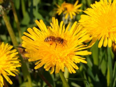花, 蒲公英, 蜜蜂, 昆虫, 花, 五月, 花的领域
