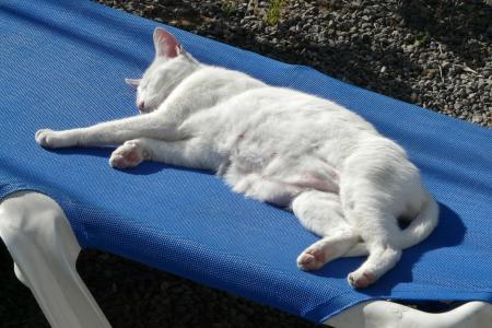 猫, 白色, 懒, 孙躺椅, 假日, 休息, 睡眠