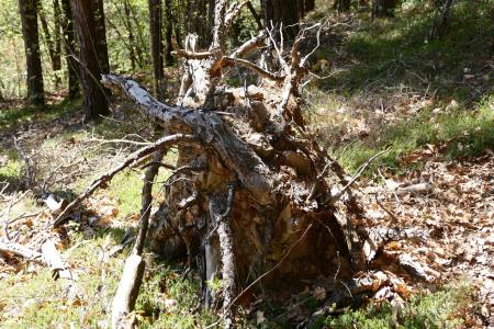 根, 树, 树的根节点, 木材, 自然, 森林, 腐烂