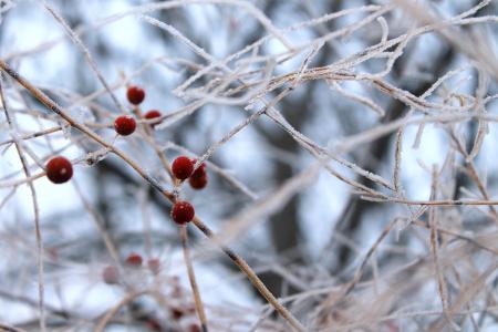 浆果, 冬天, 感冒, 白霜, 冻结, 红色, 树枝