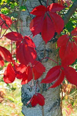 桦木, 叶子, 夏末, 红色, 植物, 树皮, 秋天