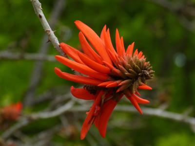 南非, korallenbaum, 树, 开花, 绽放, 非洲, 红色