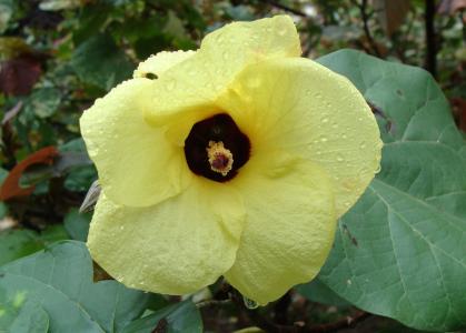 沙滩芙蓉, 花, 黄色, 树, 芙蓉 tiliaceus, 克达, 印度
