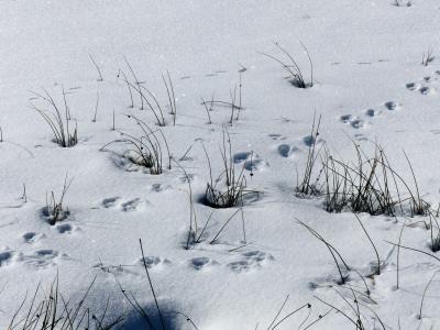 雪, 动物足迹, 干草