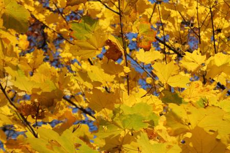 秋天的落叶, 多彩, 黄色, 黄金, 秋天, 叶子, 金色的秋天