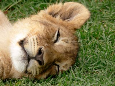 睡觉, 幼崽, 狮子, 大猫, 狮子座, 野生动物