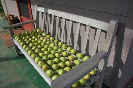 梨子, 长凳上的梨, 水果, 青梨, 秋天, 农业, 食品