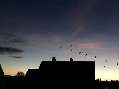 傍晚的天空, 家园, 鸟类, 鸟类飞行, 烟囱, 屋顶, 云彩