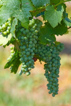 葡萄酒, 葡萄, 水果, 葡萄树, 葡萄种植, 秋天, 秋季装修