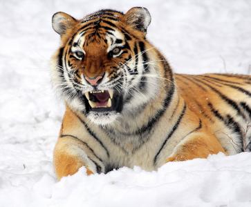 雪原上, 自然, 老虎, 雪, 饿得咕咕叫, 动物园, 大猫
