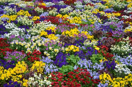 花, 颜色, 多彩, 床上, 自然, 多彩多姿, 花园展示
