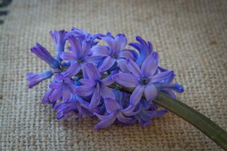 风信子, 花, 蓝色, 蓝色的花, 花, 蓝色的花朵, 春天的花朵
