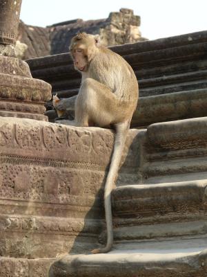柬埔寨, 吴哥, 寺庙建筑群, 吴哥窟, 历史, 从历史上看, 猴子