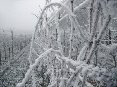 葡萄园, 葡萄藤, 冰, 弗罗斯特, 感冒, 冬天, 白霜