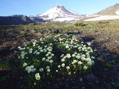 火山 avachinsky, 夏季, 花, 高山高原, 堪察加半岛, 半岛, 景观