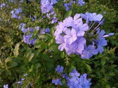 花, 紫色, 紫色的小花, 自然, 花香, 春天, 夏季