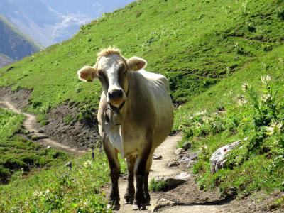 母牛, 动物, 牛, 动物, 奥地利, 山, 农场