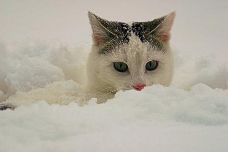 猫, 雪, 动物, 粉雪, 宠物, 家猫, 动物