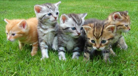 动物, 猫, 可爱, 猫科动物, 小猫, 宠物, 家猫