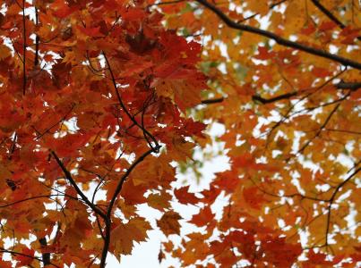 桦木, 桦木树, 秋天, 秋天, 叶, 颜色, 树干