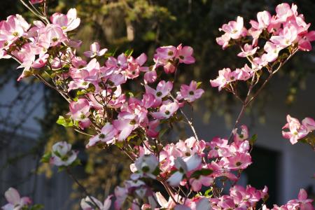 春天, 梅拉诺, 静物, 花, 关闭, 南蒂罗尔, 粉红色的颜色