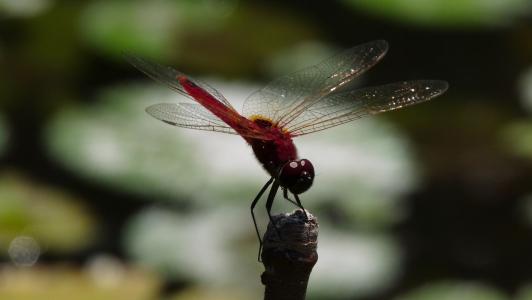 蜻蜓, 昆虫, 自然, 红色, 沼泽, 宏观, 动物