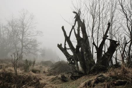 雾, 根, 树的根节点, 秋天, 自然, 神秘, 心情