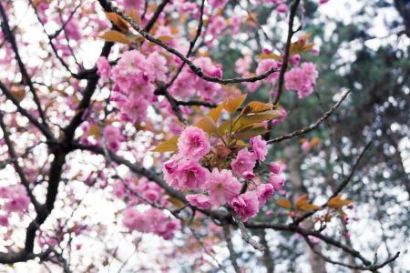 花, 树, 春天, 开花, 自然, 粉色, 分公司