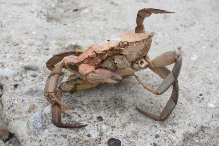 螃蟹, 沿海, 海滩, 石头