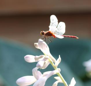 蜻蜓, sympetrum vicinum, meadowhawk, 镖, 花, 花蕾, 悬停