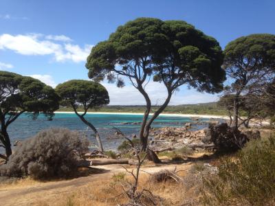 澳大利亚, 自然, 树, 海, 海滩, 景观, 风景